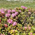 Alpenflora