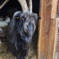 9_Geissbock_Obermutten